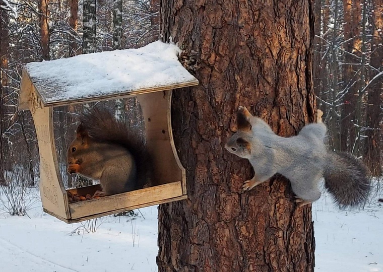 Тюменцев призывают покормить белок и птиц правильной едой