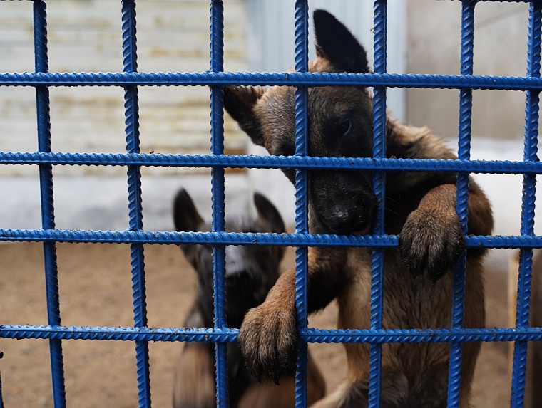 Тюменские служебные собаки помогают кинологам из других регионов