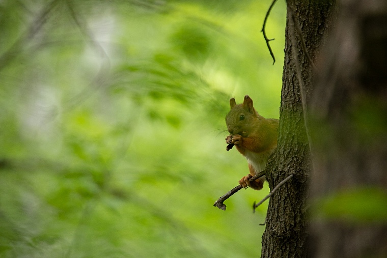 В Тюмени приступят к благоустройству лесного массива в районе Комарово