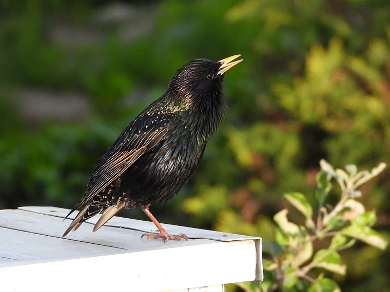 Фото: pixabay.com