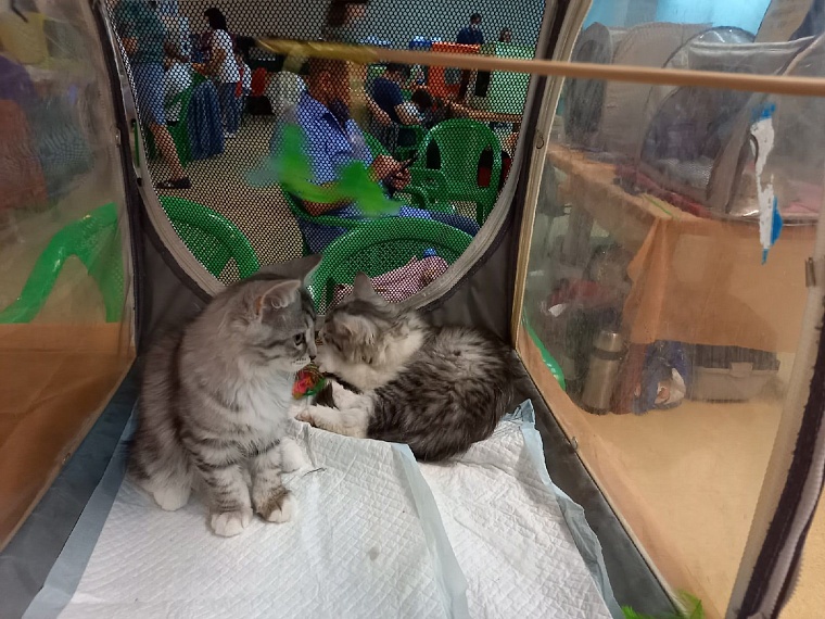 "Кошкин дом" захватили мейн-куны