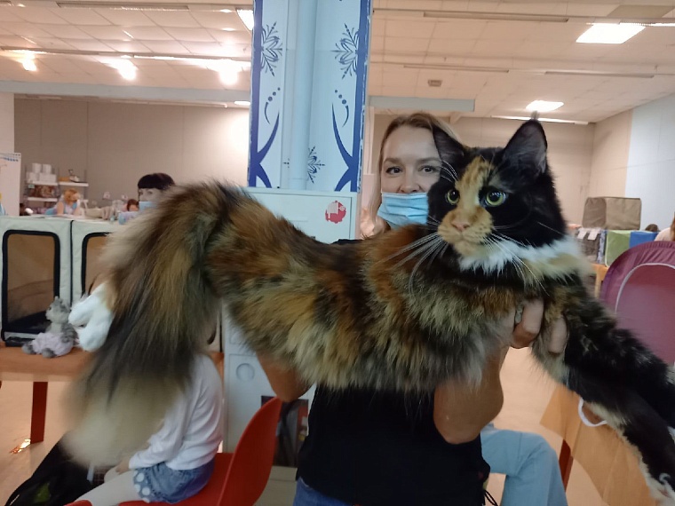 "Кошкин дом" захватили мейн-куны