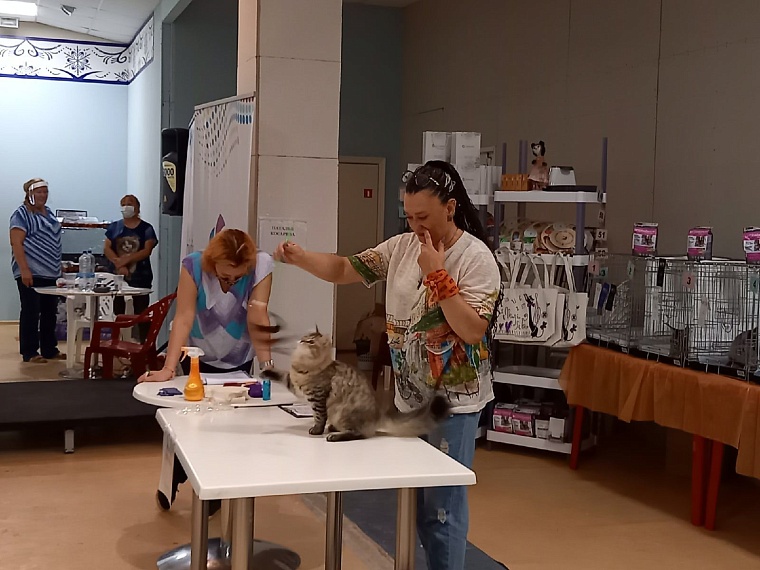 "Кошкин дом" захватили мейн-куны