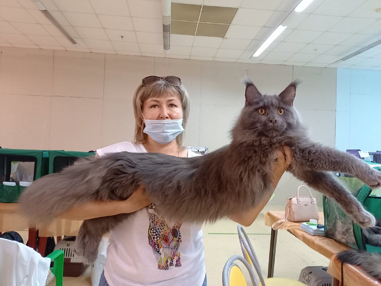 "Кошкин дом" захватили мейн-куны