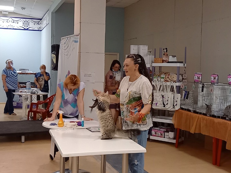 "Кошкин дом" захватили мейн-куны