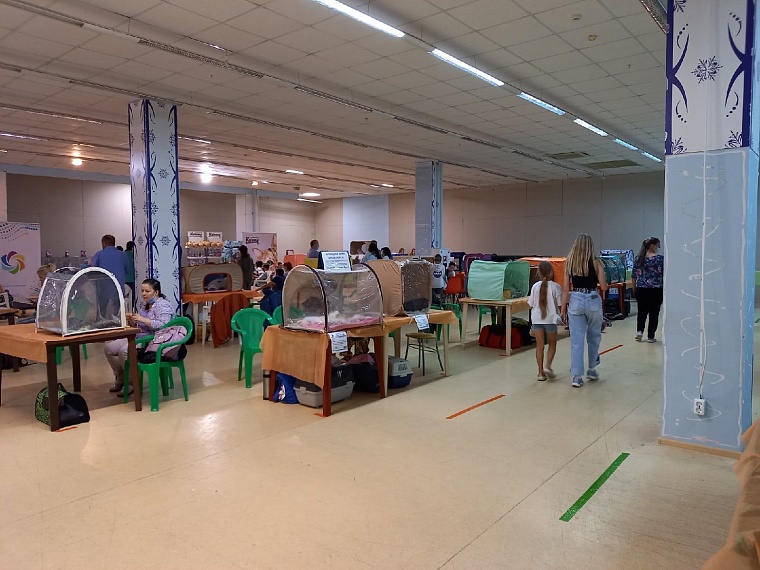 "Кошкин дом" захватили мейн-куны