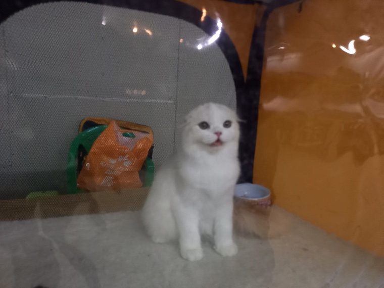 "Кошкин дом" захватили мейн-куны