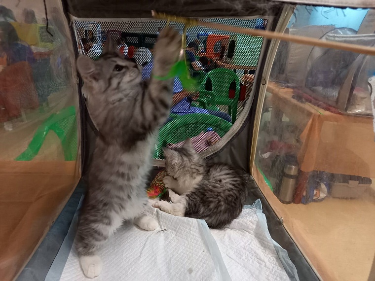 "Кошкин дом" захватили мейн-куны