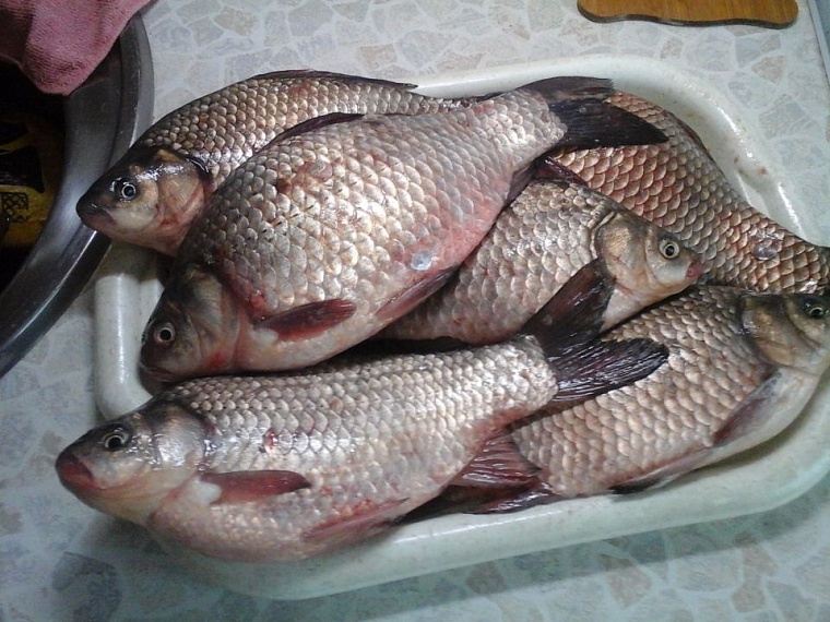 Факт вспышки гаффской болезни в Тобольском районе подтвердили мыши