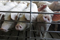 Всех свиней в Шорохово и в радиусе пяти километров уничтожат за четыре дня