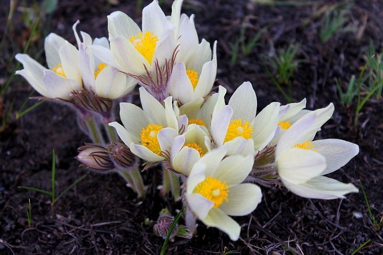 По вине любителей красоты первоцветы находятся под угрозой исчезновения