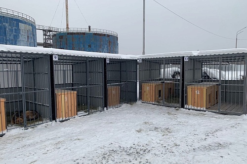 В Тобольске за месяц отловили 103 собаки