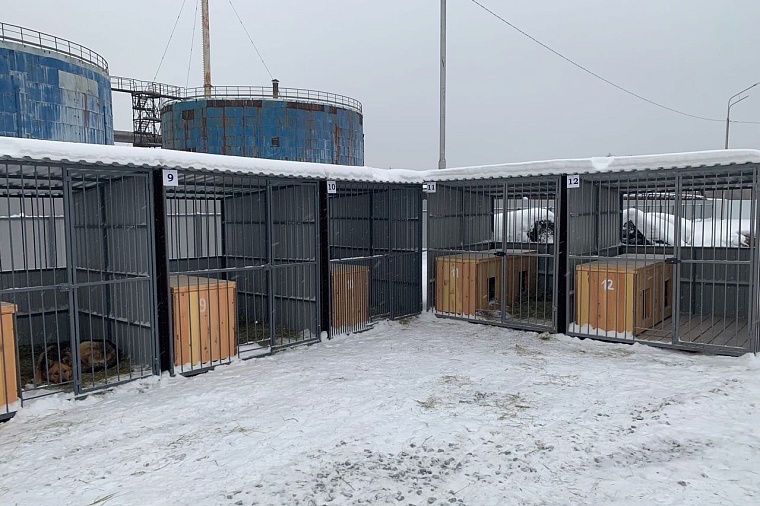 В Тобольске за месяц отловили 103 собаки