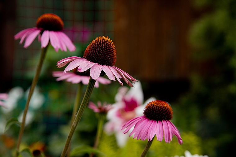 Народные приметы: в Антонов день нельзя убирать дом