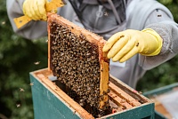 Викуловские пчеловоды отправились в "Школу фермера"