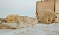 Ямальских медвежат Хару и Савэя второй раз на вертолете эвакуировали из вахтового поселка
