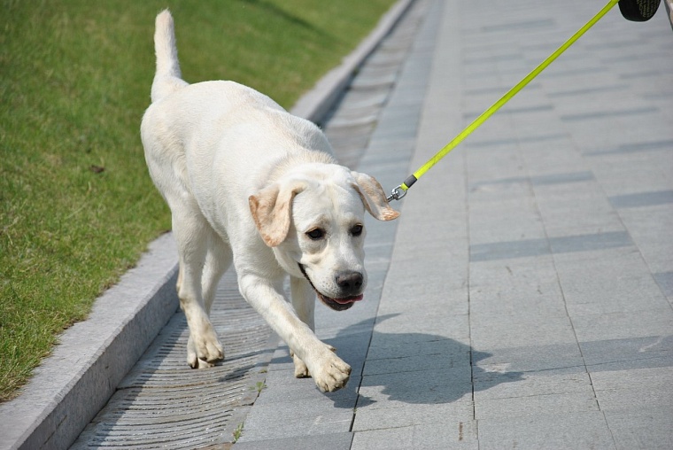 Тюменский ветеринар рассказала об особенностях линьки у собак
