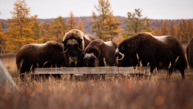 Ямальский заповедник набирает волонтеров для ухода за овцебыками