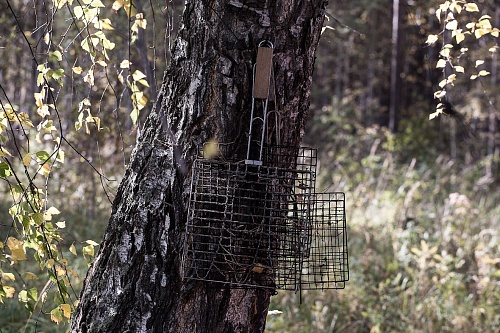 Тюменцам раскрыли секреты сбора березового сока