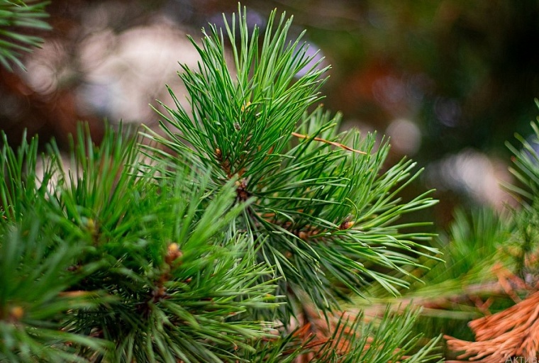 Акция "Сад памяти" по высадке деревьев в Тюменском районе пройдет без участия горожан