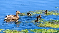 Ядовитые водоросли уничтожают озеро в Карелии