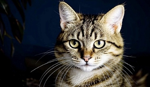 Искусственный интеллект перевёл кошачий язык