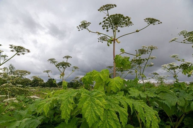 Фото: Молодая Гвардия Тюменской области