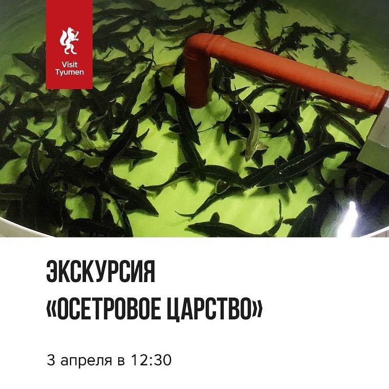 Афиша на уик-энд: чтецкий квартирник, знакомство с рыбой и концерт "Касты"