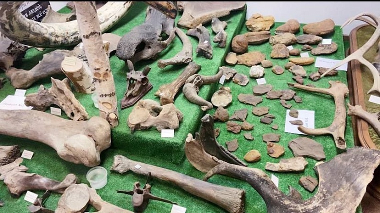 Миллионы лет назад. В галерее «Легенда Сибири» прошла палеонтологическая выставка