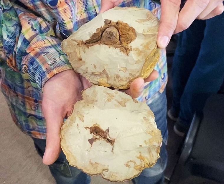 Миллионы лет назад. В галерее «Легенда Сибири» прошла палеонтологическая выставка