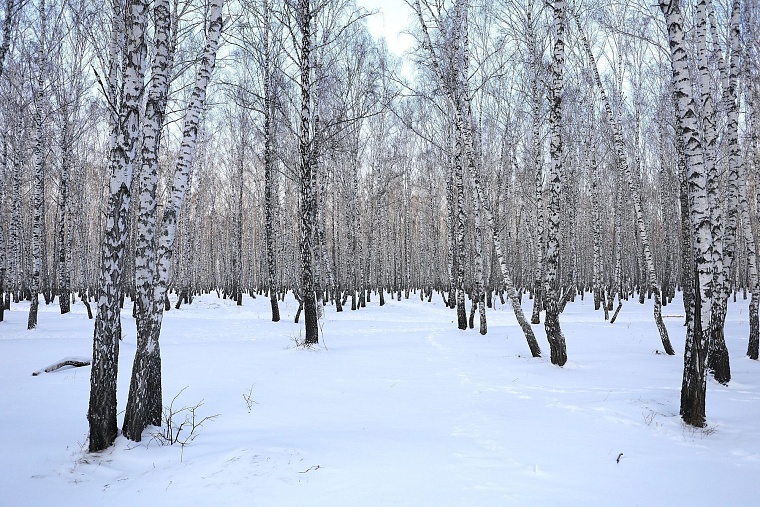 Городская разведка: березовые просторы ЖК "Горизонт"