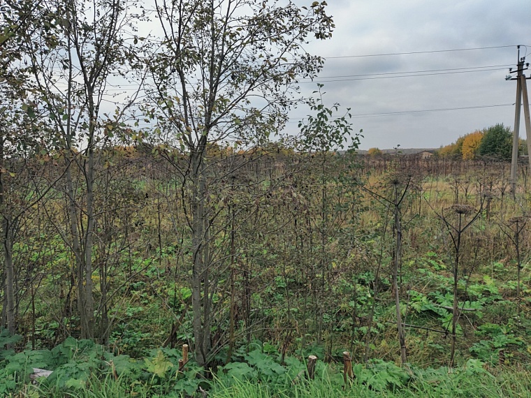 Захватывающий пространство борщевик Сосновского