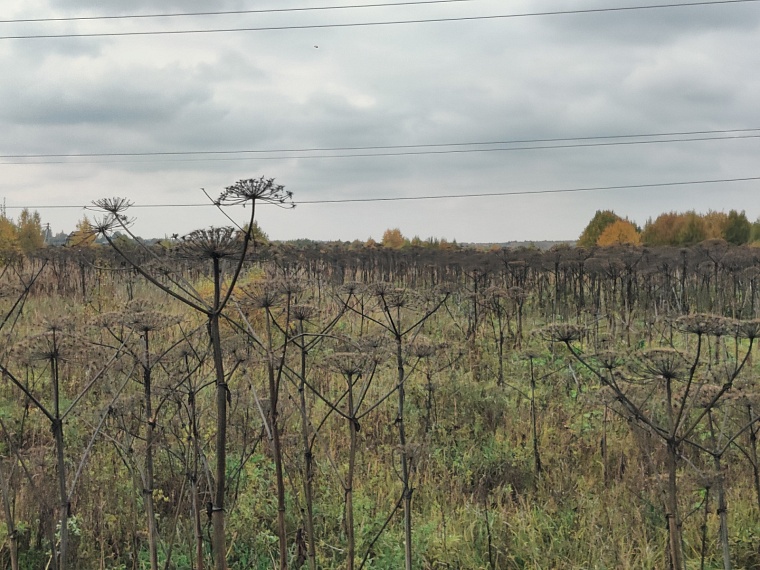 Когда-то считалось, что этот мегавредный сорняк может приносить пользу