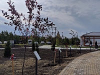 В новом парке с драконами высадили более тысячи деревьев