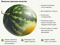 Как выбрать спелый арбуз: инструкция "Вслух.ру":