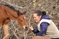 Где покататься на лошадях в Тюмени: семь конных клубов