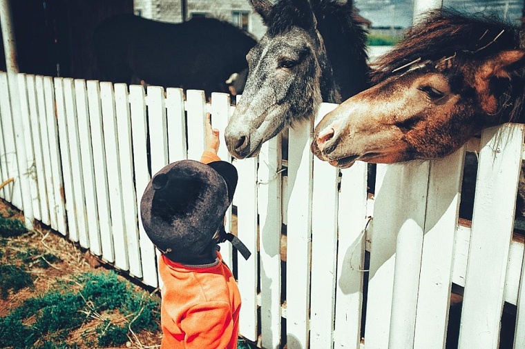 Где покататься на лошадях в Тюмени: семь конных клубов