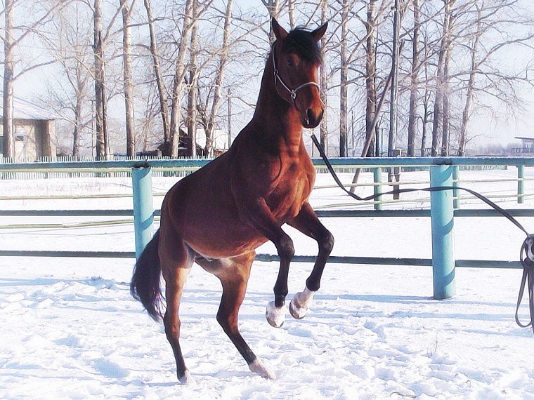 Где покататься на лошадях в Тюмени: семь конных клубов