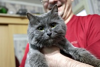 Счастливые истории "Вслух.ру": кошки, нашедшие дом