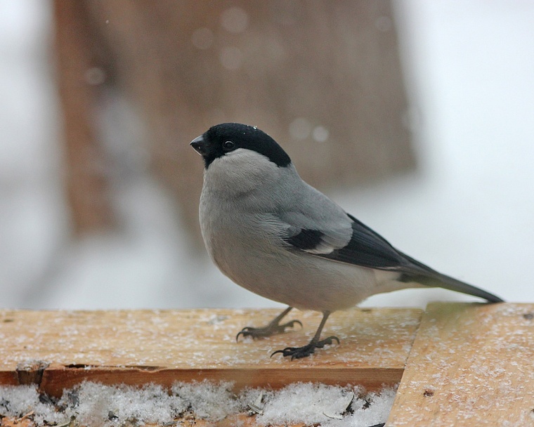 Самка серого снегиря на кормушке. Снято из окна дома.