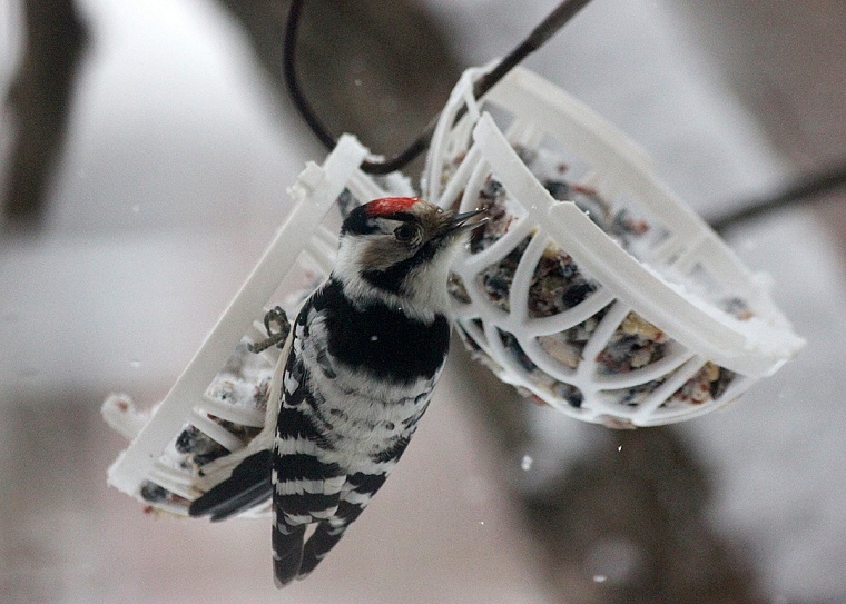 Интересный гость на кормушке: малый пёстрый дятел