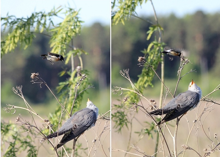 Обыкновенная кукушка и черноголовый чекан. Самец кукушки отвлекает внимание чеканов от гнезда, в которое самка кукушки должна подкинуть яйцо.