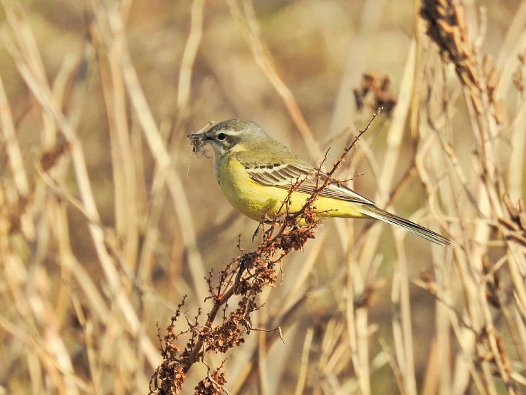 Желтая трясогузка