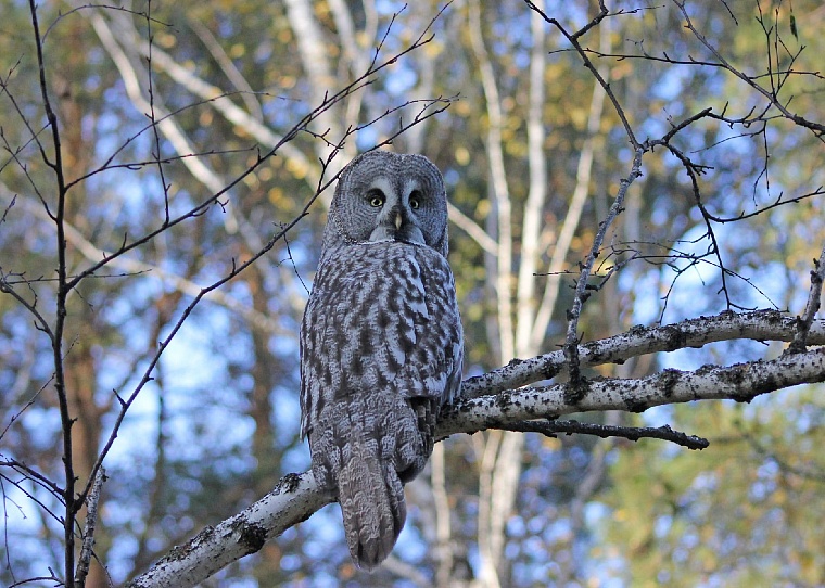 Бородатая неясыть