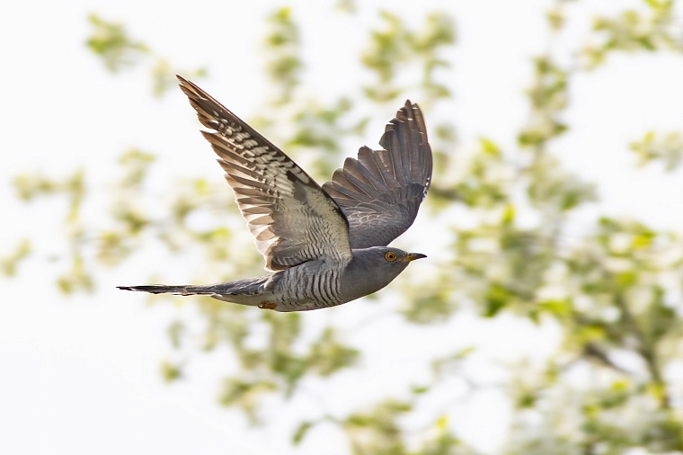Обыкновенная кукушка