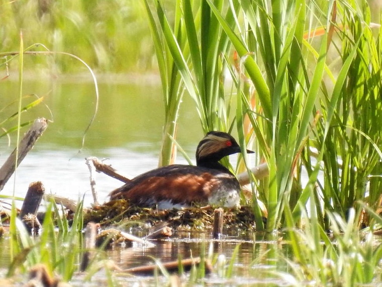 Черношейная поганка