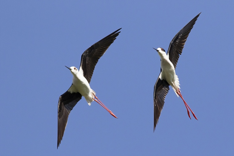 Танцы ходулочников