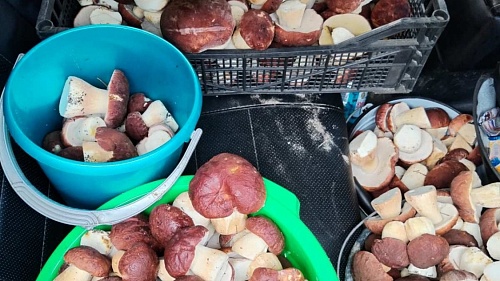 В Югре этим летом собирают небывалые урожаи белых грибов