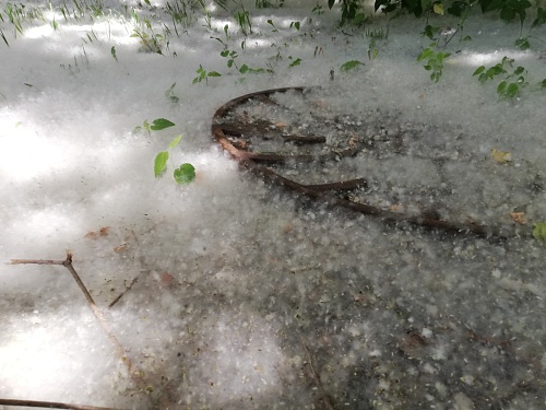 Максим Афанасьев ответил на вопрос о проблеме тополиного пуха в Тюмени