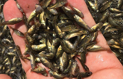 Александр Моор поздравил любителей и профессионалов рыбного промысла с Днем рыбака